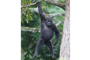 gorilla hanging